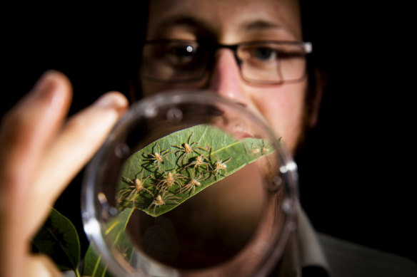 Lachlan Manning with golden huntsman spiderlings at Taronga Zoo. 