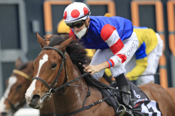 Gary Portelli believes Sejardan is  his best chance of taking the Golden Rose.