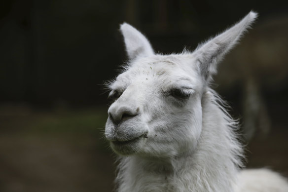Llamas are regularly used in antibody research. 