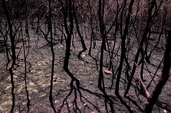 The Insurance Council of Australia said more than 20,000 claims had been received relating to bushfires since November 8. The current estimated loss is $1.65 billion.