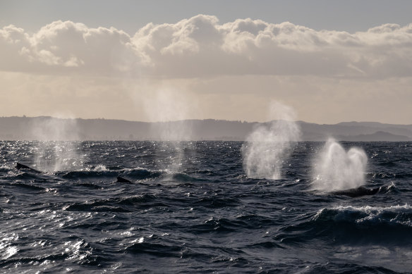 Whales spout as they migrate off the coast of Sydney this month.