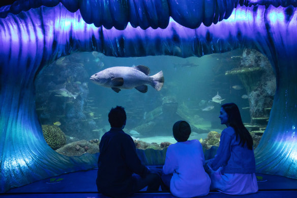Sea Life Sydney Aquarium will delight little ones, with tunnels beneath tanks containing sharks, turtles and manta rays.