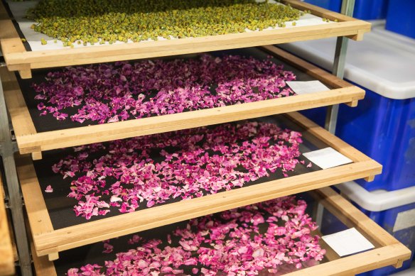 Roses from Jurlique’s biodynamic farm being dried before being sent for processing.