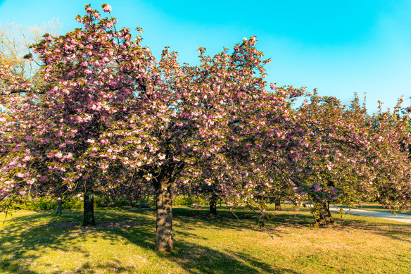 Parc de Sceaux: shoulder season means cherry blossoms.
