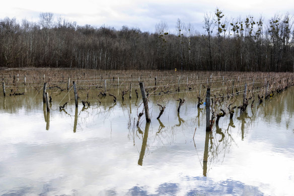 Floodwaters submerge vineyards near Cognac, south-western France, in February.