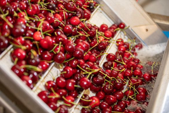 Cherries are a major export earner.