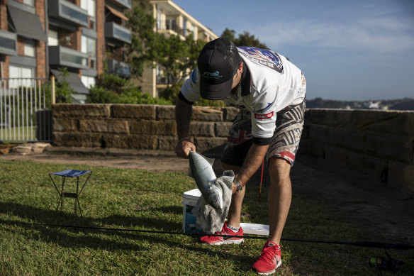 Recreational fisher Jeremy Sims catches a tailor in Sydney Harbour.