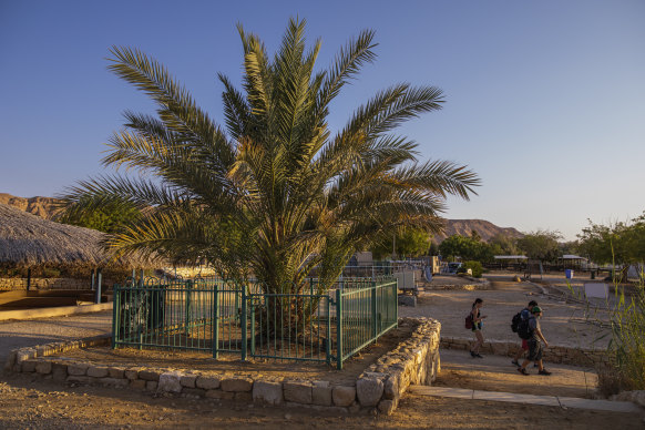 A male date tree, named Methuselah, grown by a 2000-year-old seed retrieved from archaeological sites in the Judean wilderness, in Ketura, Israel.