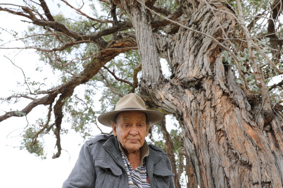 Indigenous Elder Uncle Wes Marne in Whalan Reserve with the Appo Tree, whose leaves are used for smoking ceremonies.
