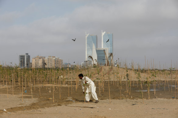 Lakshman, 40, pushes a stick used to support a seedling, as he works at Clifton Urban Forest, previously a garbage dumping site in Karachi, Pakistan.