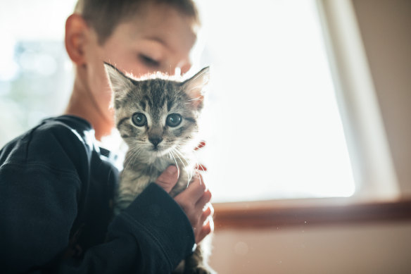 A child hugs an eight-week-old cat.