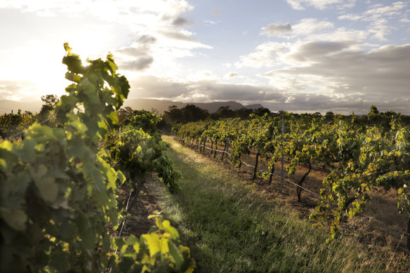 Mount Pleasant in the Hunter Valley, NSW.