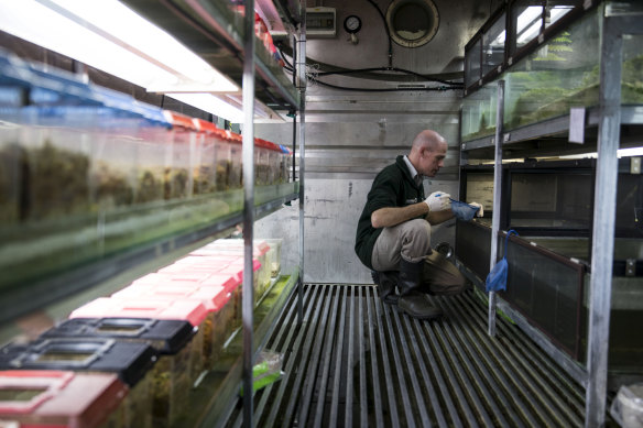 Taronga’s Michael McFadden in the frog shed at the zoo. 