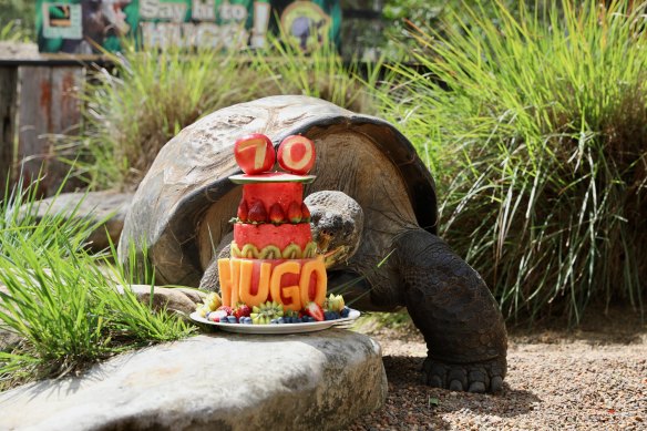 Hugo the Galapagos tortoise with his birthday cake.