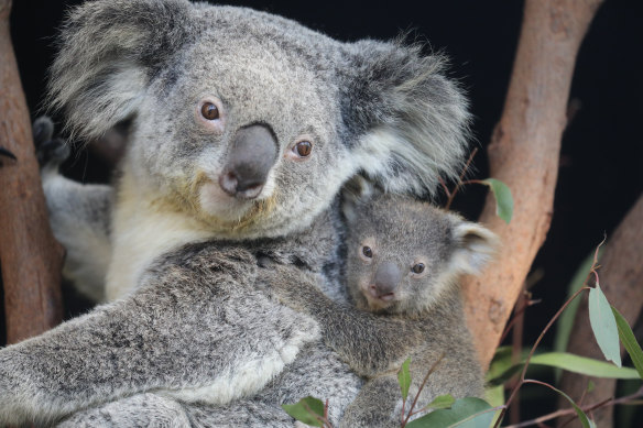 Once koalas begin the slide to extinction, it is difficult to reverse.