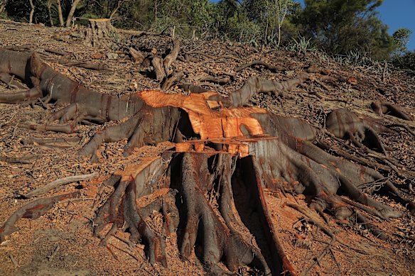 Remnants of trees removed in Perth’s Kings Park. “Do not allow any WA plant material into eastern Australia or their trees will be king-hit,” warns Kingsley Dixon, professor in the School of Molecular and Life Sciences at Curtin University.