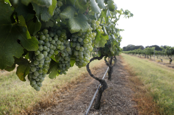 Mount Pleasant in the Hunter Valley.