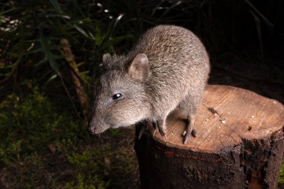 A potoroo given the name Ron stands on a stump at the Australian Wildlife Health Centre at the Healesville Sanctuary outside Melbourne on January 30.