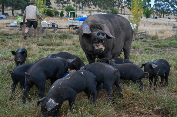 Some of the pigs on Jonai Farms. 