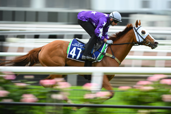 Mahrajaan was ruled out of the Melbourne Cup.