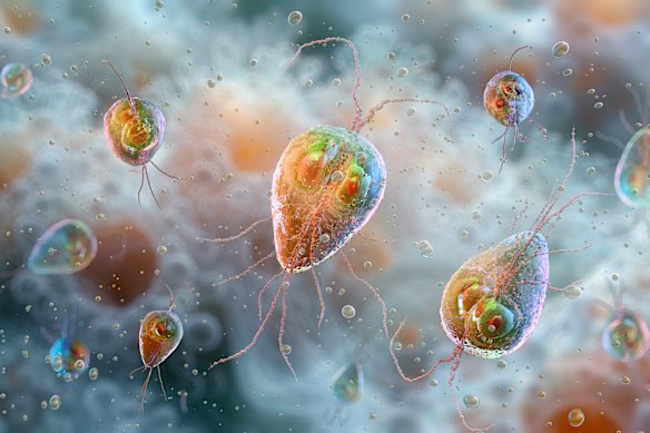 The giardia parasite infects many thousands and thousands of americans every year, however scientists had been doubtful for a long time whether it reproduces sexually or no longer.