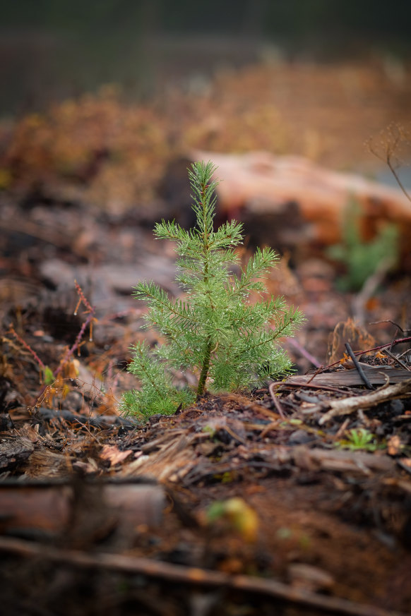 Douglas fir as a seedling.