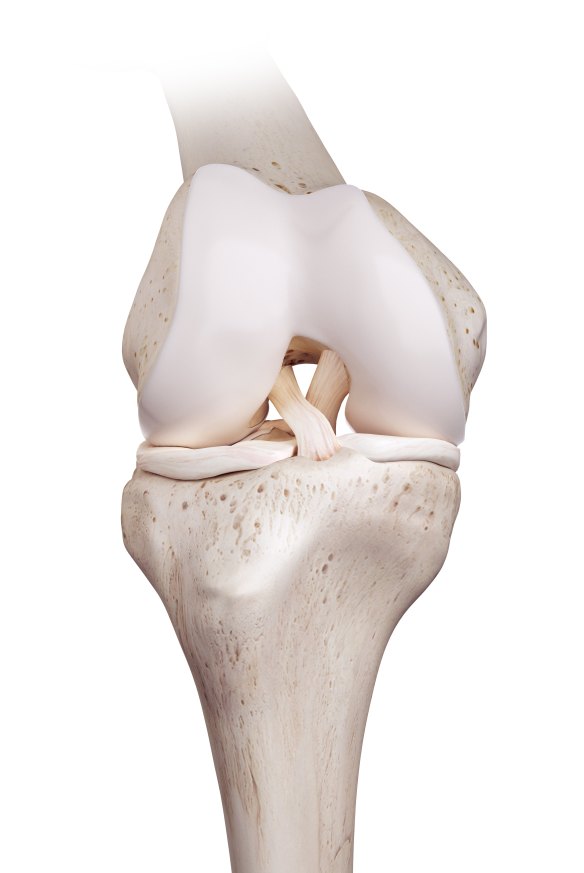 The ACL crosses in front of the posterior cruciate ligament. 