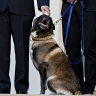 Conan, the dog that helped take down al-Baghdadi, gets White House welcome