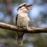 Kookaburra