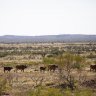 Three million hectares of WA land to be released for carbon farming
