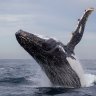 Not over the hump: Caution urged on ending endangered status for whales