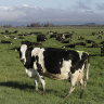 New Zealand proposes taxing cow burps to tackle climate change