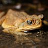 BRISBANE, QUEENSLAND, AUSTRALIA - 2021/09/19: Cane Toad (Rhinella marina) in a shallow pond in boondall wetlands. (Photo by Joshua Prieto/SOPA Images/LightRocket via Getty Images)