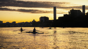 Rowers on the Brisbane River.