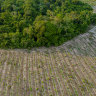 Tree seedlings on a former pasture that borders rainforest in Mãe do Rio, Brazil.