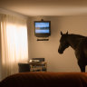 Art finds plenty of room in Motel California for migratory animals