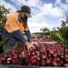 Fruit-picking pay win could put Australians back to work on farms