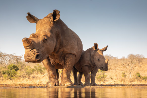 Endangered rhinos are the “elephant in the room”.