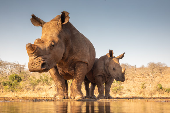 Endangered rhinos at a water hole.