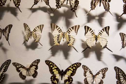 John Lamberton's Lepidoptera collected for pleasure while he worked as a CSIRO organic chemist.
