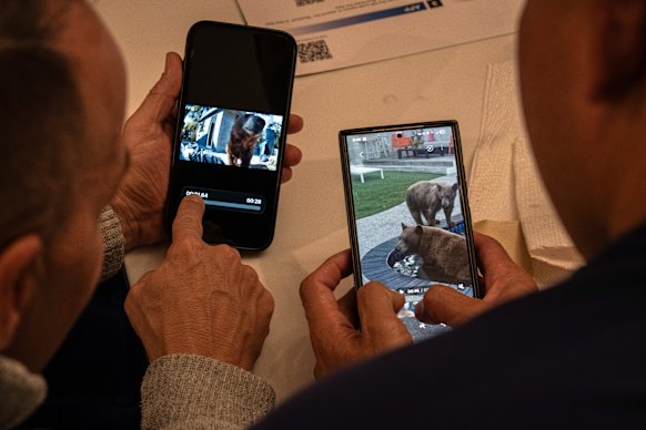 Surveillance footage captures the bears’ presence in and around local homes.