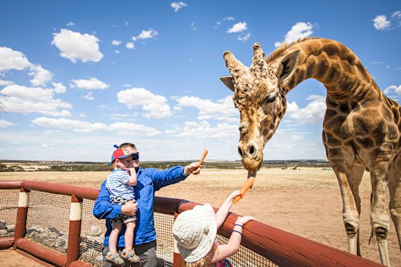 Long lunch: Feeding a giraffe at Monarto Safari Park.