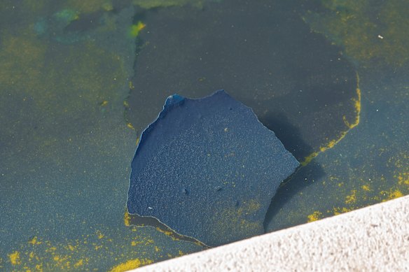 A piece of the blue coating floating in the algae in the pool in June.