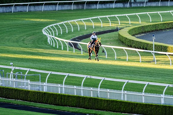 The world’s best horse takes a stroll around Canterbury.