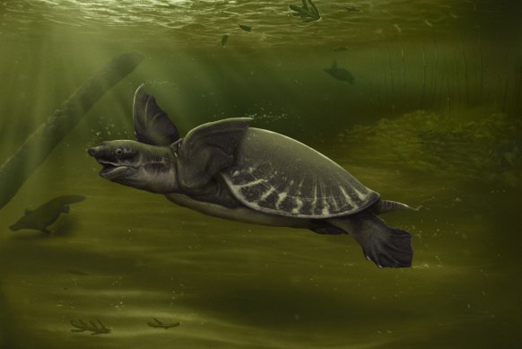 Artistic representation of the Beaumaris pig-nosed turtle. 