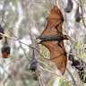 Grey-headed flying foxes at Melbourne’s Yarra Bend Park.