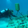 'Super survivor' coral brings hope to beleaguered Great Barrier Reef
