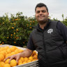 ‘Nobody wants to work’: Farmers leave oranges, limes and lemons to rot