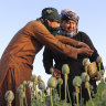 Taliban gives up on opium revenue, announces ban on poppy harvest