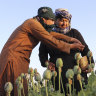 Afghan farmers harvest poppy in Nad Ali district, Helmand province, Afghanistan, on Friday.